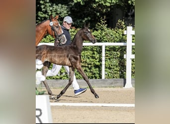 German Riding Pony, Stallion, Foal (06/2025), 15,1 hh