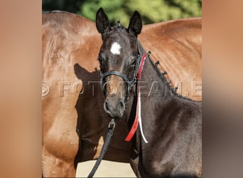 German Riding Pony, Stallion, Foal (06/2025), 15,1 hh