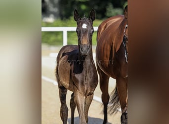 German Riding Pony, Stallion, Foal (06/2025), 15,1 hh