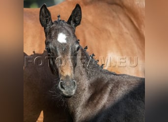 German Riding Pony, Stallion, Foal (06/2025), 15,1 hh