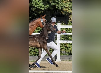 German Riding Pony, Stallion, Foal (06/2025), 15,1 hh