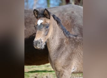 German Riding Pony, Stallion, Foal (01/2026), 9.2 hh, Black