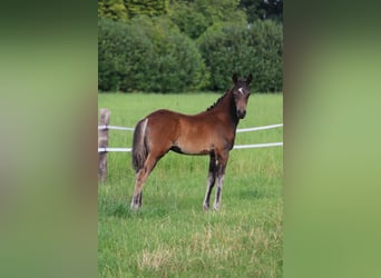 German Riding Pony, Stallion, Foal (05/2024), Bay-Dark