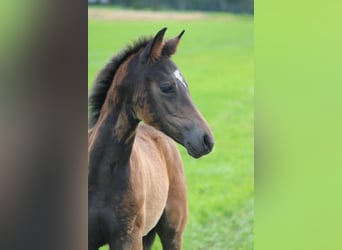 German Riding Pony, Stallion, Foal (05/2024), Bay-Dark