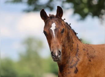 German Riding Pony, Stallion, Foal (05/2024), Bay-Dark