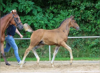 German Riding Pony, Stallion, Foal (05/2024), Bay-Dark