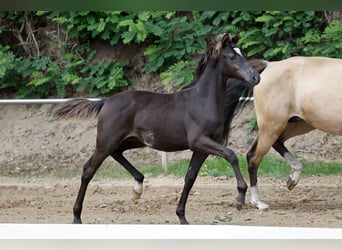 German Riding Pony, Stallion, Foal (01/2026), Black