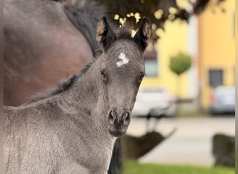 German Riding Pony, Stallion, Foal (05/2026), Black