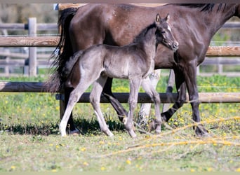 German Riding Pony, Stallion, Foal (01/2026), Black