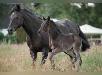 German Riding Pony, Stallion, Foal (05/2024), Black