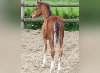 German Riding Pony, Stallion, Foal (02/2026), Brown