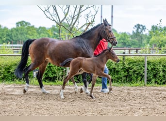 German Riding Pony, Stallion, , Brown