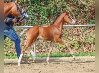 German Riding Pony, Stallion, Foal (03/2024), Brown
