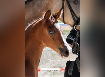 German Riding Pony, Stallion, Foal (05/2025), Brown