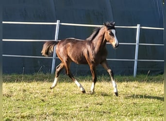 German Riding Pony, Stallion, Foal (04/2023), Brown