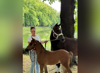 German Riding Pony, Stallion, Foal (06/2024), Brown