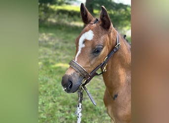 German Riding Pony, Stallion, Foal (06/2024), Brown