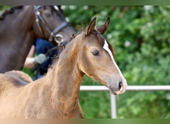 German Riding Pony, Stallion, Foal (04/2026), Brown