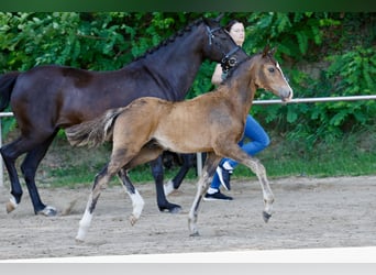 German Riding Pony, Stallion, Foal (04/2026), Brown