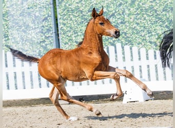 German Riding Pony, Stallion, Foal (05/2026), Brown