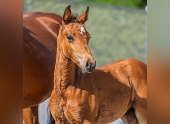 German Riding Pony, Stallion, Foal (05/2026), Brown