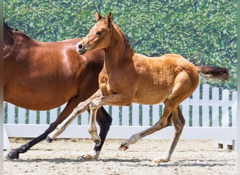 German Riding Pony, Stallion, Foal (04/2026), Brown