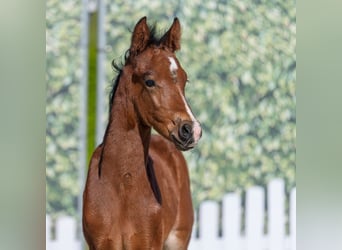German Riding Pony, Stallion, Foal (04/2026), Brown