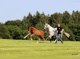 German Riding Pony, Stallion, Foal (03/2023), Brown