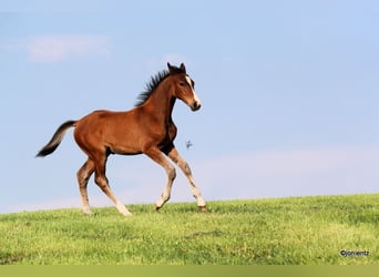 German Riding Pony, Stallion, Foal (03/2023), Brown
