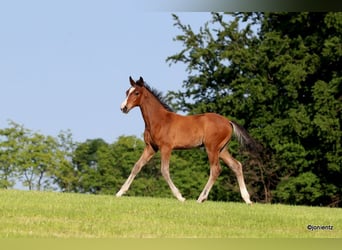 German Riding Pony, Stallion, Foal (03/2023), Brown