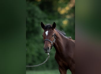 German Riding Pony, Stallion, , Brown