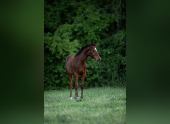 German Riding Pony, Stallion, , Brown