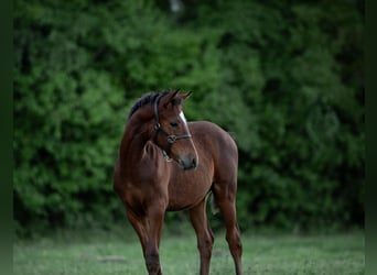 German Riding Pony, Stallion, , Brown