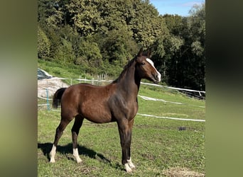 German Riding Pony, Stallion, , Brown