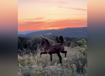 German Riding Pony, Stallion, , Brown