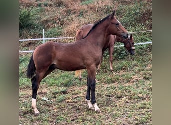 German Riding Pony, Stallion, , Brown