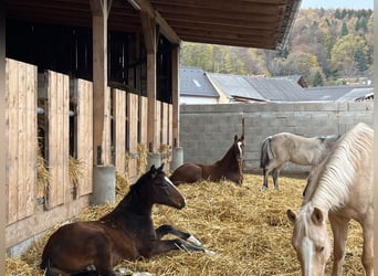 German Riding Pony, Stallion, , Brown