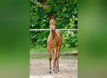 German Riding Pony, Stallion, Foal (04/2026), Brown
