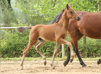 German Riding Pony, Stallion, Foal (04/2024), Brown