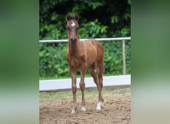 German Riding Pony, Stallion, Foal (04/2024), Brown