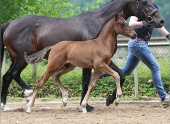 German Riding Pony, Stallion, Foal (04/2024), Brown