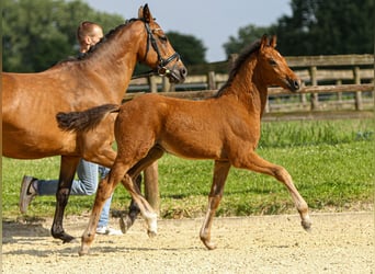 German Riding Pony, Stallion, Foal (03/2024), Brown