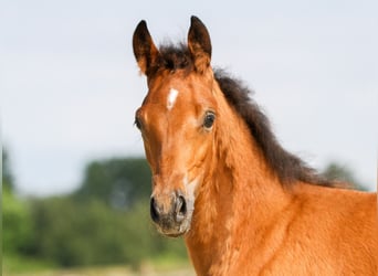 German Riding Pony, Stallion, Foal (03/2024), Brown