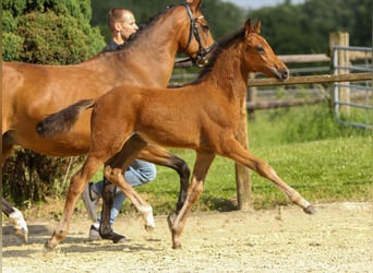 German Riding Pony, Stallion, Foal (03/2024), Brown