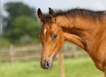 German Riding Pony, Stallion, Foal (03/2024), Brown