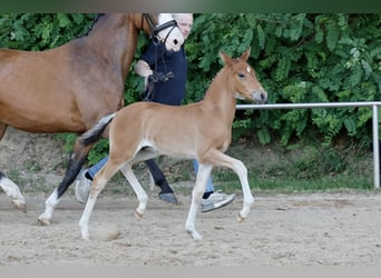 German Riding Pony, Stallion, Foal (04/2026), Brown