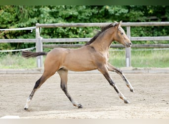 German Riding Pony, Stallion, Foal (06/2026), Brown