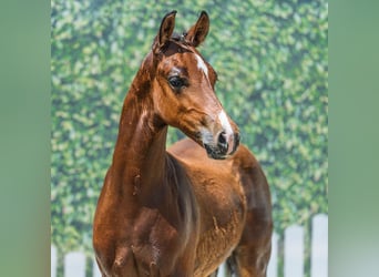 German Riding Pony, Stallion, Foal (03/2026), Brown