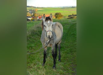 German Riding Pony, Stallion, Foal (04/2024), Buckskin