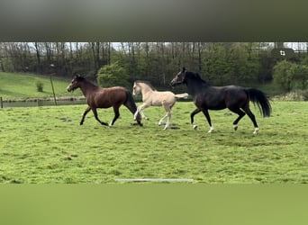 German Riding Pony, Stallion, Foal (03/2024), Buckskin